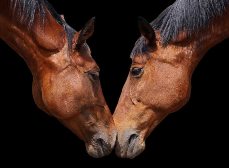 黑色背景下两只互相贴脸的马