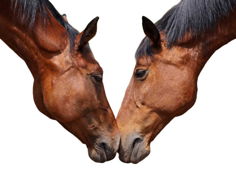 两只马的头碰在了一起