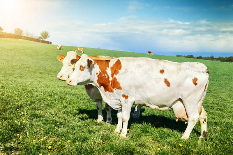 户外散步吃草的牛群