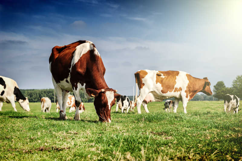 吃草的牛群图片-正在草地上吃草的牛群素材-高清图片-摄影照片-寻图免费打包下载