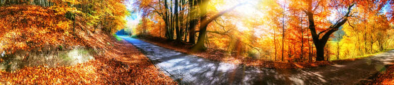秋天美丽的森林之路