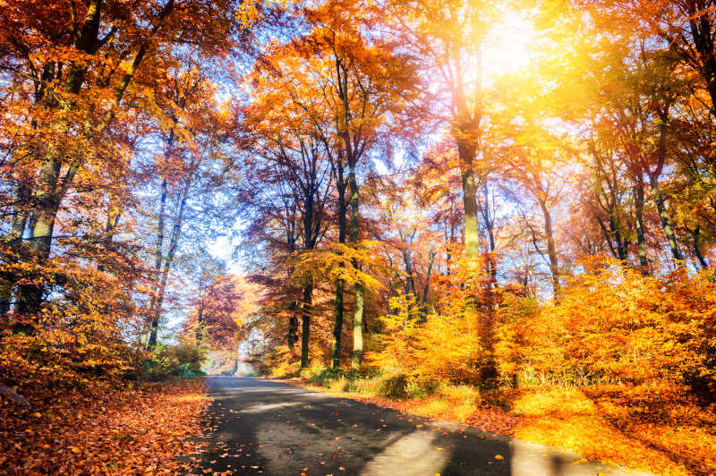 秋日里美丽的森林之路