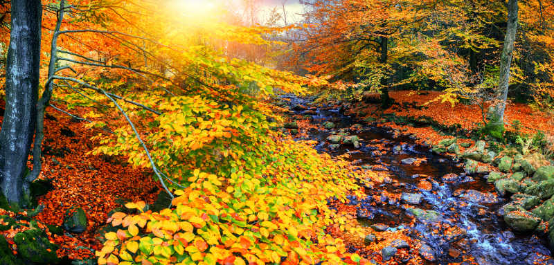 美丽的秋日森林景色图片 秋日的森林美景素材 高清图片 摄影照片 寻图免费打包下载
