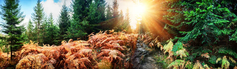 秋日阳光下美丽的森林美景