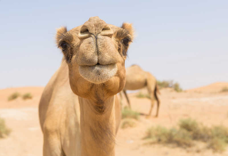 沙漠中的野生骆驼特写