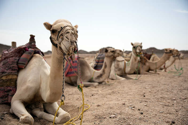 趴在沙漠中的骆驼特写