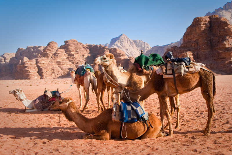 沙漠中的一群骆驼在休息