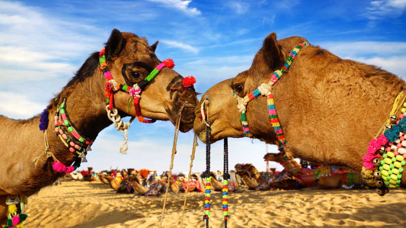 沙漠中的两只骆驼特写