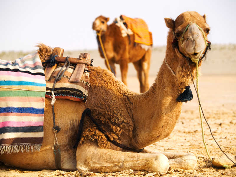 沙漠中在休息的骆驼特写