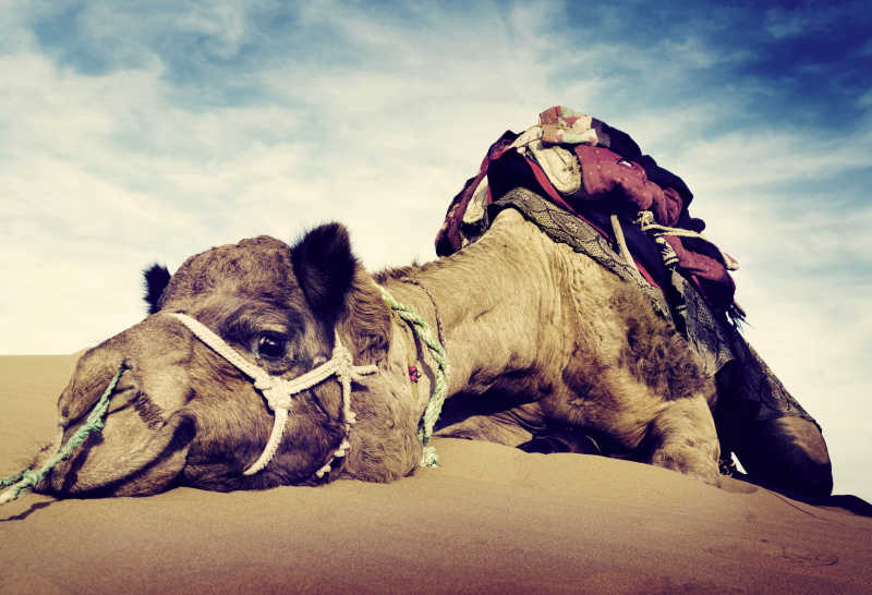 沙漠中趴着休息的骆驼特写