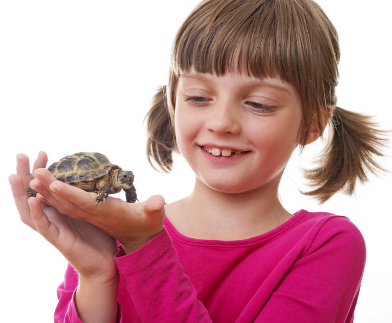抱着宠物龟的小女孩