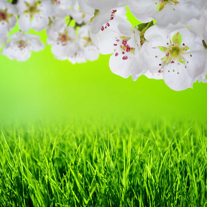 春天气候温暖百花盛开