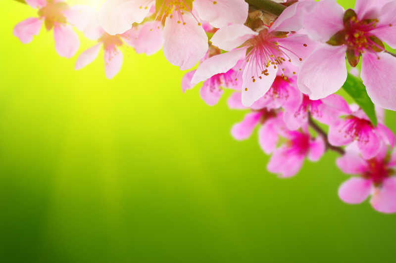 百花齐放的景象