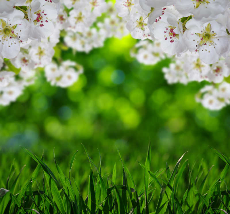 花团锦簇的美丽景色