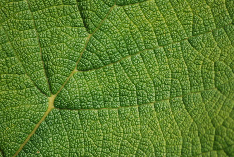 树叶的纹理
