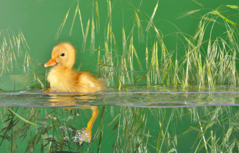 黄色小鸭子