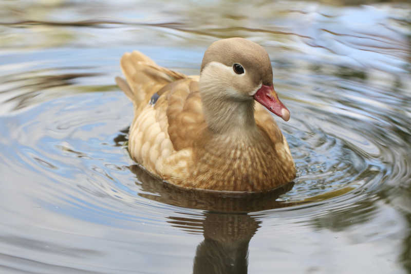 一只黄色的鸭子在水中