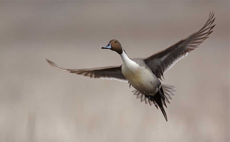 飞翔中的野鸭子
