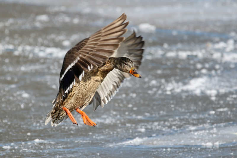 湖上正在起飞的野鸭
