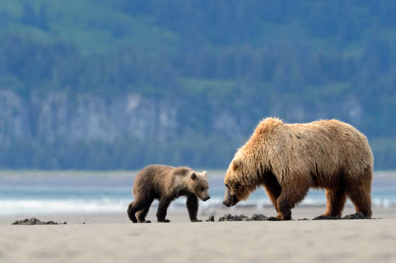 灰熊妈妈和灰熊宝宝在河边觅食