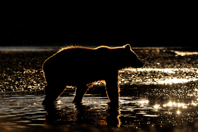 日落河中行走的灰熊