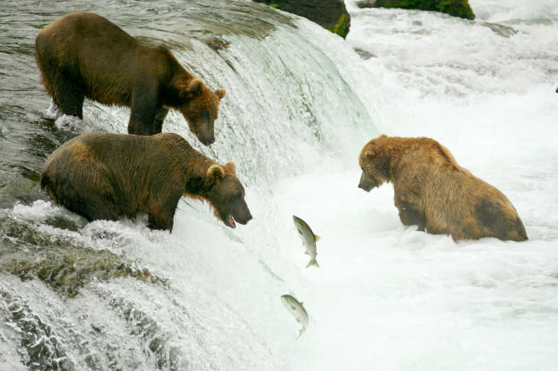 河中岩石上玩耍的三只熊