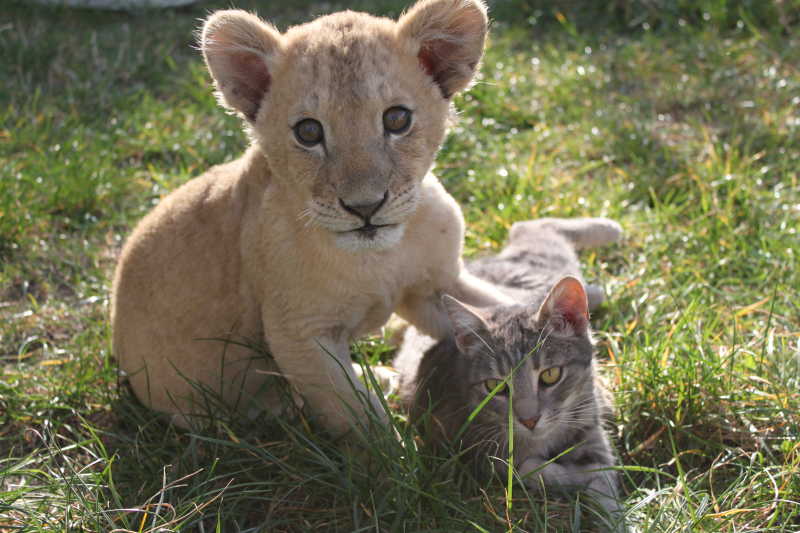幼狮和猫咪