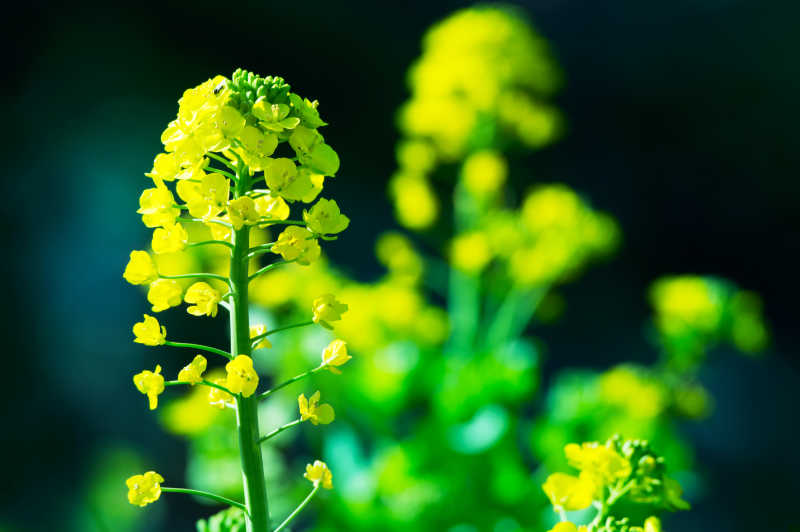 黄色的油菜花