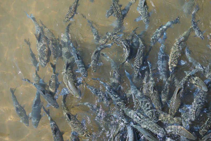 湖里有许多成群的鱼儿