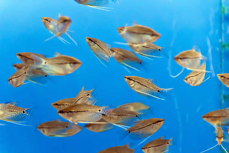 蓝色鱼缸里的鱼