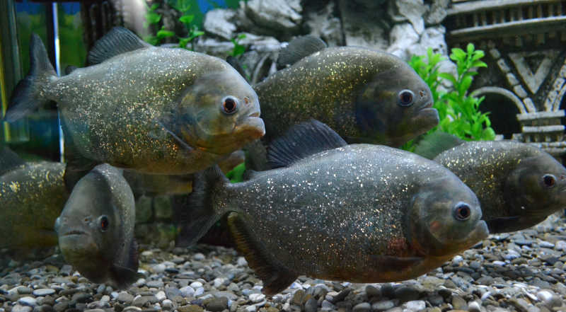 在水族馆里的食人鱼