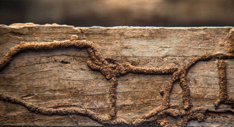白蚁吃木头表面