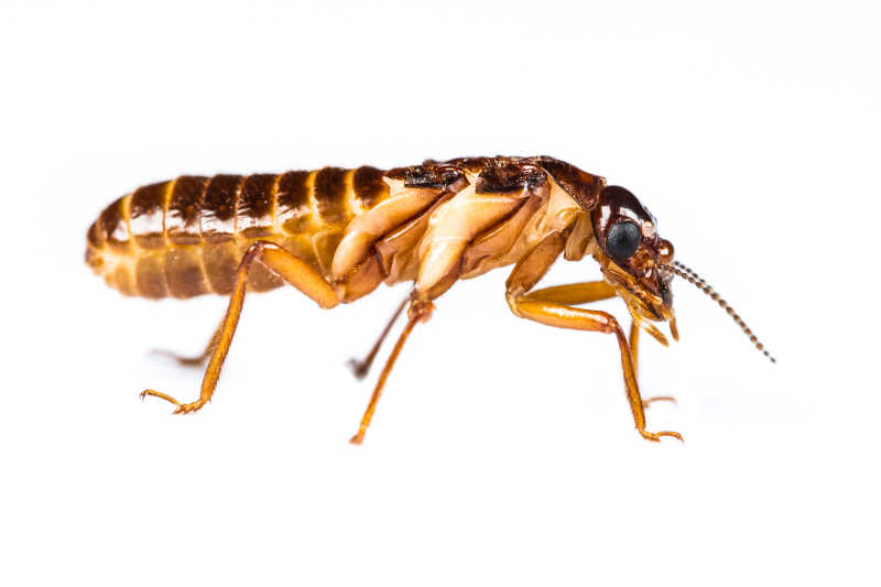 昆虫在白色背景上的特写