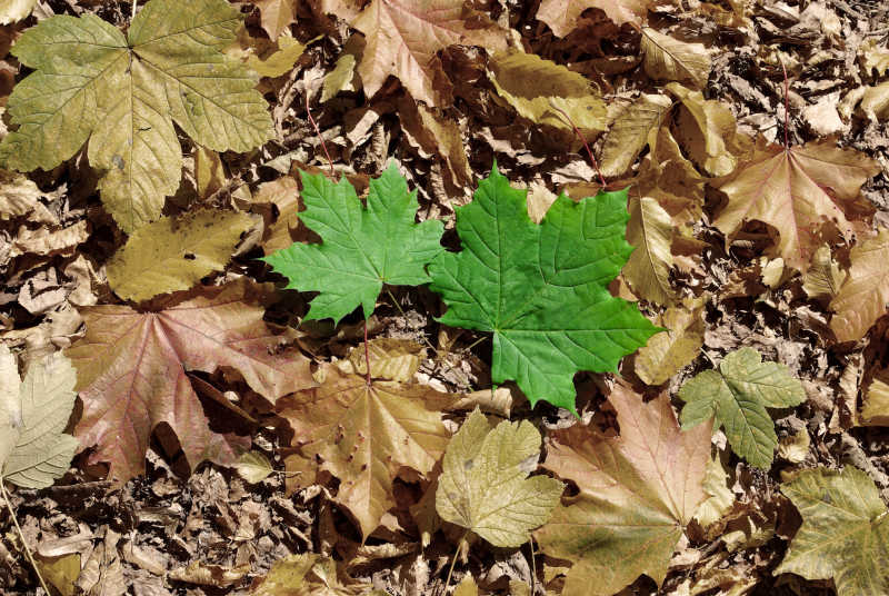 秋天背景下的独特绿叶