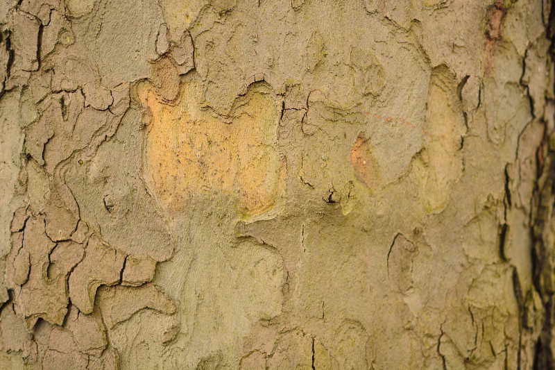 即将脱落的黄色树皮特写