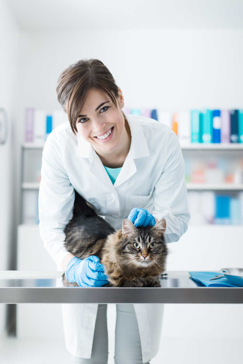 年轻的女兽医检查狸花猫