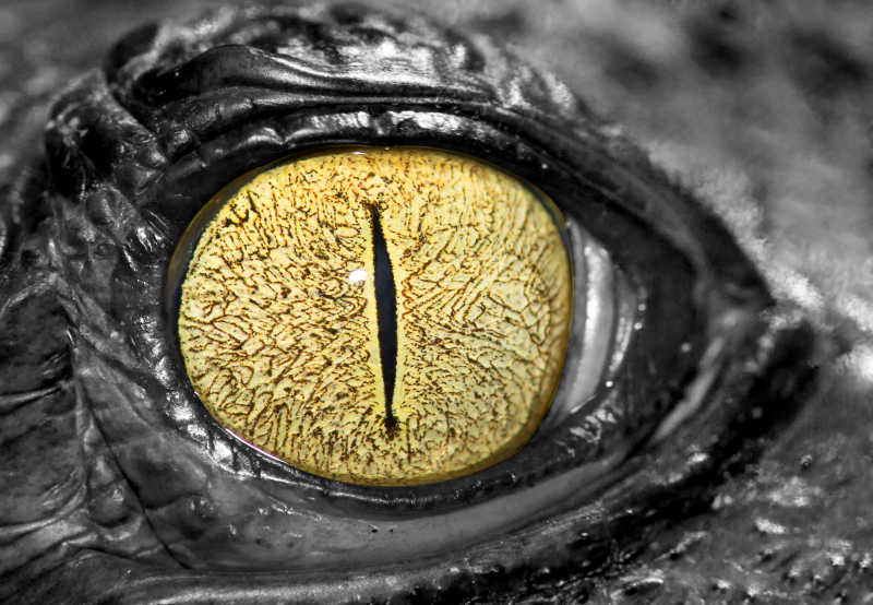 鳄鱼眼睛结构图片