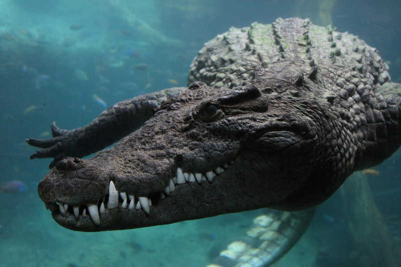 水中游弋的墨西哥鳄