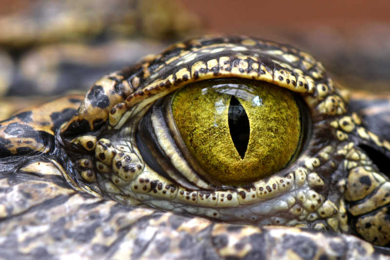 黄色的鳄鱼的眼睛特写