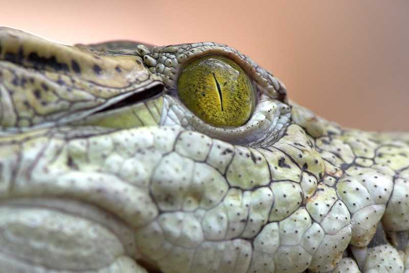 鳄鱼的眼睛特写