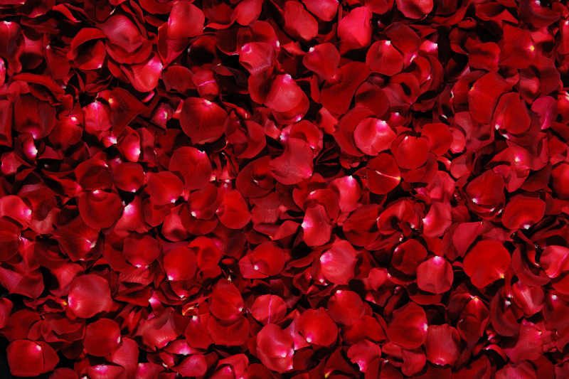 娇艳的红玫瑰花瓣背景