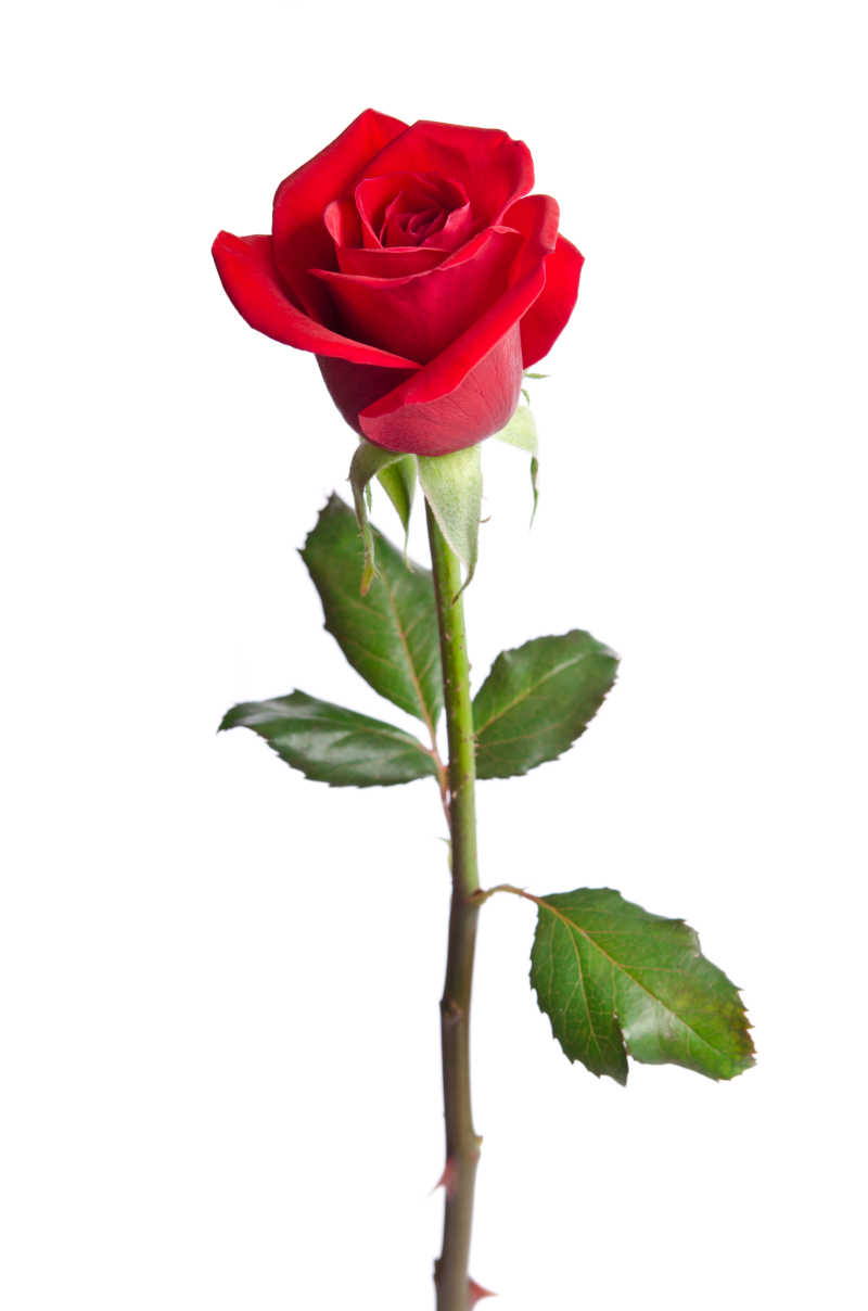 一支玫瑰花图片-白色背景下的一支玫瑰花素材-高清图片-摄影照片-寻图免费打包下载