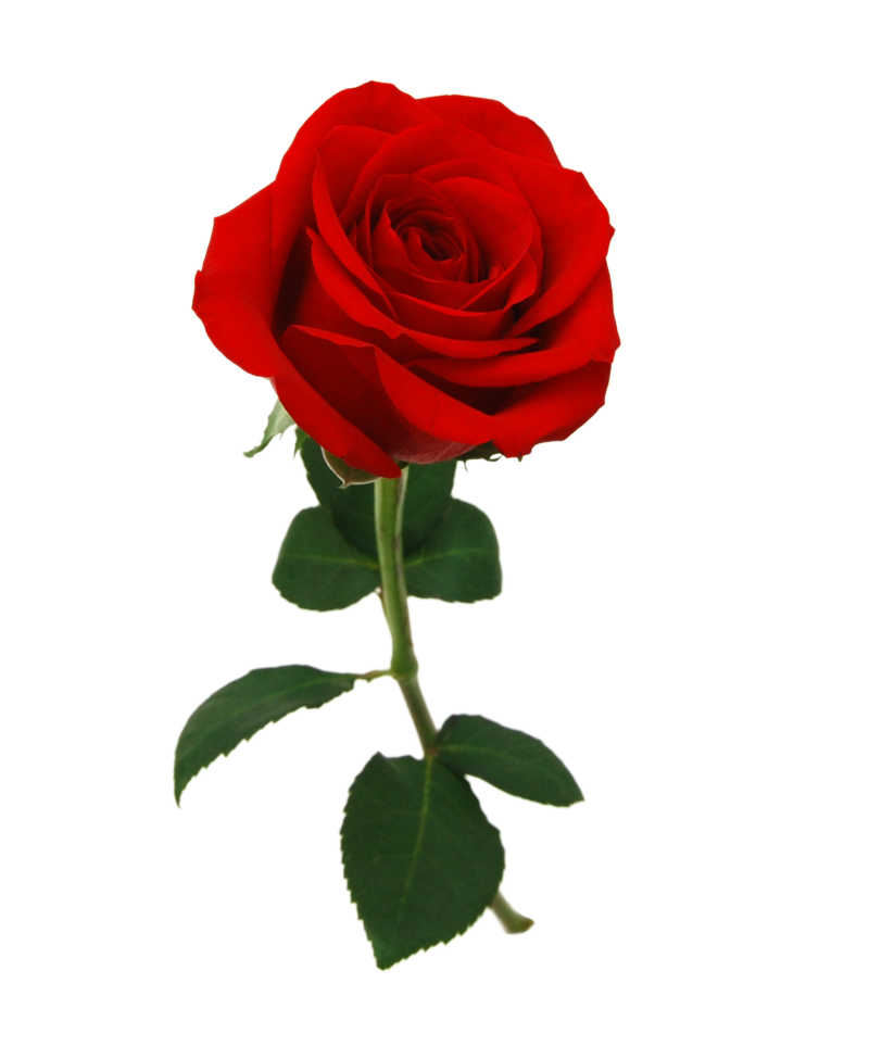白色背景下的竖立的红玫瑰花