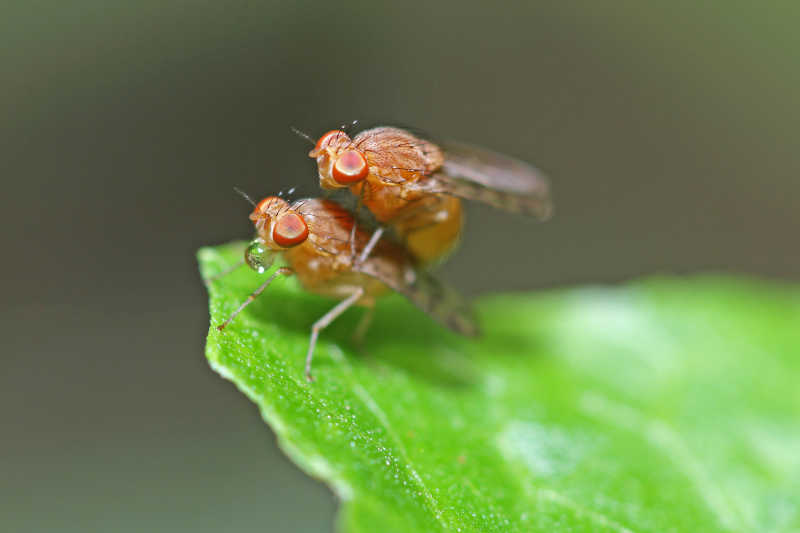 树叶上的两只昆虫