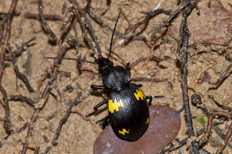 美丽的昆虫在潮湿草地上爬行