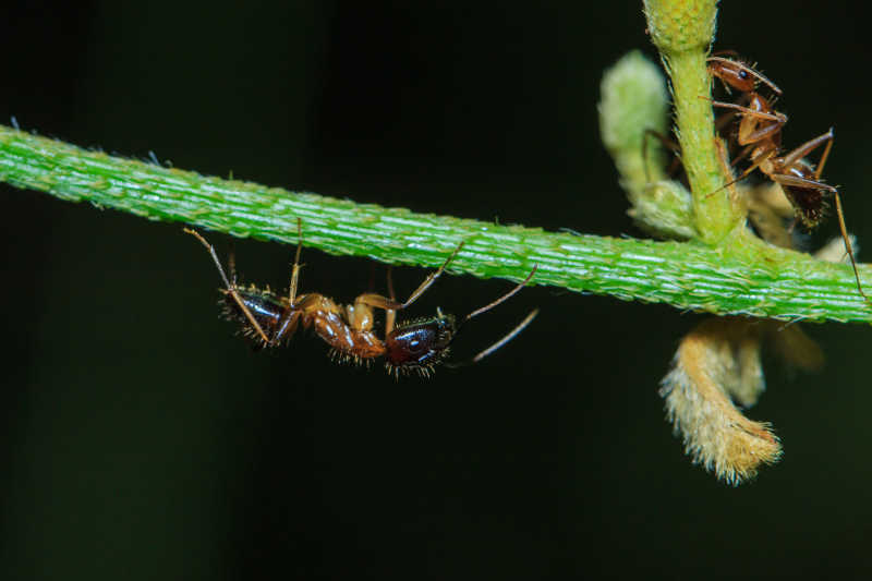 黑色背景下蚂蚁吃叶子