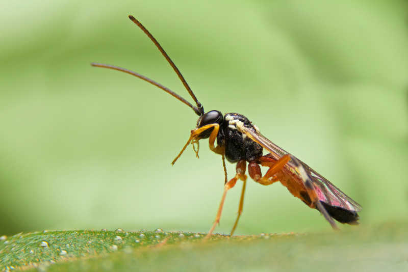 绿色背景下的昆虫清洁嘴巴