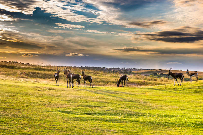 自然森林里的羚羊