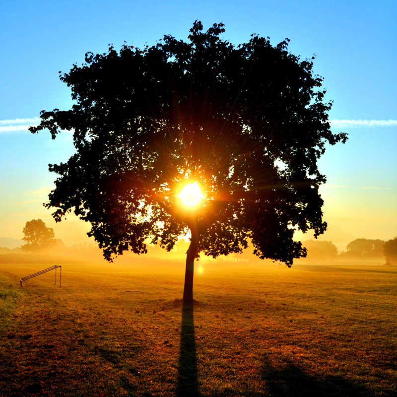 树木头像太阳图片