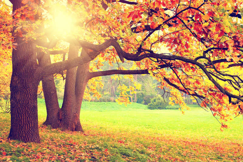 秋天风景图片-阳光下的秋天风景素材-高清图片-摄影照片-寻图免费打包下载